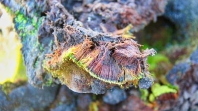 The Journal of Asia-Pacific Biodiversity successfully accepted the research paper for publication this week. Image courtesy: Twitter The Journal of Asia-Pacific Biodiversity successfully accepted the research paper for publication this week. Image courtesy: Twitter