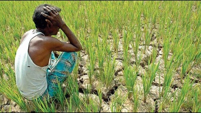 Farmers have been complaining of paddy crop turning dry in many parts of Rohtak and Jhajjar due to rainfall scarcity. (HT File) Farmers have been complaining of paddy crop turning dry in many parts of Rohtak and Jhajjar due to rainfall scarcity. (HT File)