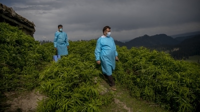 Healthcare workers carrying vaccines and looking for Kashmiri shepherds to vaccinate them during a Covid-19 vaccination drive in Tosamaidan, southwest of Srinagar on June 21. (Dar Yasin / AP)