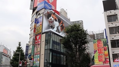 Giant 'cat' billboard installed in in Japan’s Tokyo. (YouTube/@CROSS SPACE)