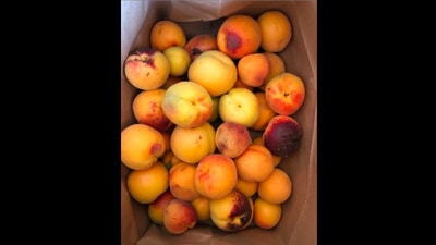 Instagram user Andrea Nguyen shared a picture of a bag full of apricots to share this little story. (Instagram/@andreanguyen88) Instagram user Andrea Nguyen shared a picture of a bag full of apricots to share this little story. (Instagram/@andreanguyen88)