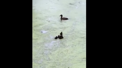 The image shows the mother duck with its ducklings. (Reddit)