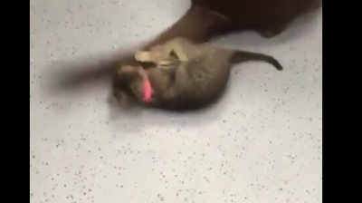 The image shows the kitten and the doggo. (Reddit)