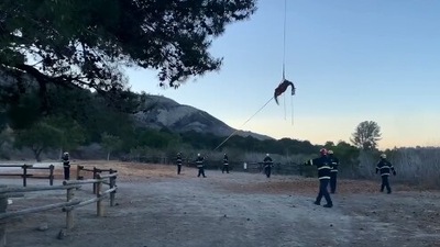 The image shows the officials airlifting the horse in California. (Twitter/@OCFA_PIO)