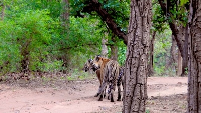 One of the pictures posted by IAS officer Sher Singh Meena on his Twitter handle. (Twitter/@SherSingh_IAS) One of the pictures posted by IAS officer Sher Singh Meena on his Twitter handle. (Twitter/@SherSingh_IAS)