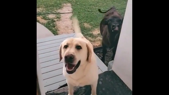 The hilarious video shows a dog and cow waiting to enter the house. (Twitter/@buitengebieden_)