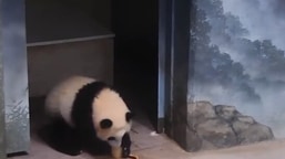 The image shows the giant panda named Xiao Qi Ji eating a fruitsicle.