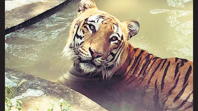 A tiger is seen taking a dip in a pond for some respite from the scorching heat. Delhi Zoo is meticulously following summer drills to keep the animals cool and comfortable.