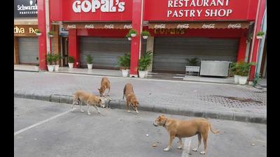 Residents say eateries in Sector 8 were drawing stray dogs from neighbouring sectors, but the authorities hadn’t been considering their complaints. (HT Photo)