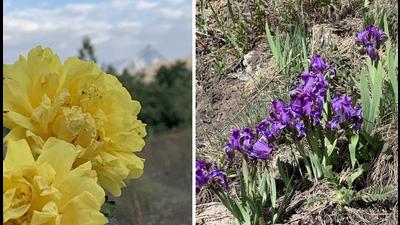 Yellow roses of Drass frame the distant, conical Tiger Hill and (right) irises bloom at Point 4355 below Batra Top. (PHOTOS: VIKRAM JIT SINGH) Yellow roses of Drass frame the distant, conical Tiger Hill and (right) irises bloom at Point 4355 below Batra Top. (PHOTOS: VIKRAM JIT SINGH)