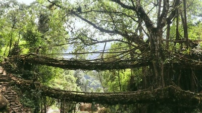 Double-Decker Root Bridge, Meghalaya: Of the many root bridges in Meghalaya, the double-decker root bridge in Nongriat, Cherrapunji and the single-decker root bridge in Mawlynnong, are the most popular ones. They have been recognized by UNESCO as World Heritage Sites. (Instagram/@wanderlartist)