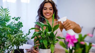 Choose the plants you want to grow based on how much space you have and the sunlight your garden receives. (Shutterstock) Choose the plants you want to grow based on how much space you have and the sunlight your garden receives. (Shutterstock)