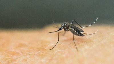 An Aedes Aegypti mosquito, which transmits the Zika, Chikungunya, Dengue and Yellow Fever viruses, is photographed on human skin. (AFP)