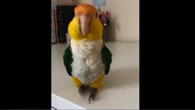 The image shows the bird named BoBo. (Instagram/@gumdorbo_the_caique)
