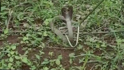 This image of the cobra rescued from a house in Odisha was shared on Twitter. (Twitter/@ANI) This image of the cobra rescued from a house in Odisha was shared on Twitter. (Twitter/@ANI)