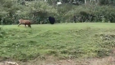 The image shows the sloth bear chasing the tiger. (Twitter/@Sudha Ramen) The image shows the sloth bear chasing the tiger. (Twitter/@Sudha Ramen)