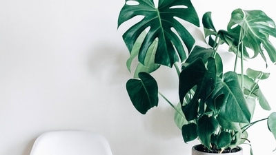 Rubber Tree Plant: This plant can make any place look aesthetic. You can either keep it in your bedroom or your living room. Water the plant when the soil is slightly dry and keep it in a sunny spot. (Unsplash) Rubber Tree Plant: This plant can make any place look aesthetic. You can either keep it in your bedroom or your living room. Water the plant when the soil is slightly dry and keep it in a sunny spot. (Unsplash)
