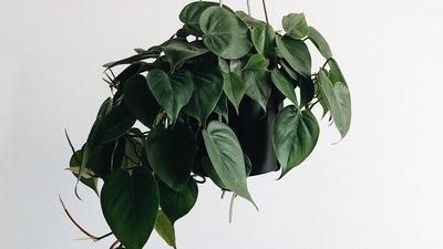 Pothos: The leaves of this plant are glossy green. It looks beautiful when the leaves drape over dressers, shelves, or hanging planters. (Unsplash) Pothos: The leaves of this plant are glossy green. It looks beautiful when the leaves drape over dressers, shelves, or hanging planters. (Unsplash)