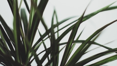 Dracaena: Place this plant near your window and make sure to keep the soil slightly moist. (Unsplash) Dracaena: Place this plant near your window and make sure to keep the soil slightly moist. (Unsplash)