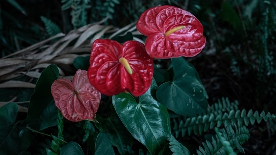 Anthurium: Make sure you keep this plant in a spot with bright light and high humidity. Water it regularly depending on the amount of light it is receiving.(Unsplash)