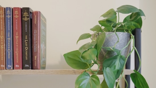 Philodendron Heartleaf: This vining plant with heart-shaped leaves is a low-maintenance plant that can tolerate low light.(Unsplash)
