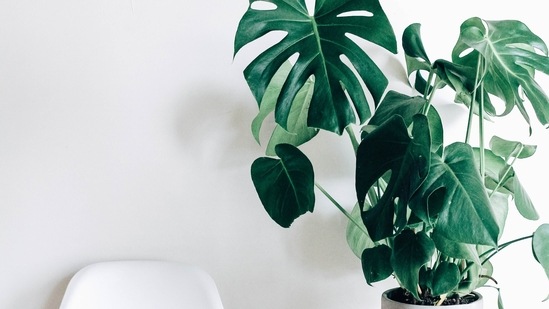 Rubber Tree Plant: This plant can make any place look aesthetic. You can either keep it in your bedroom or your living room. Water the plant when the soil is slightly dry and keep it in a sunny spot.(Unsplash)