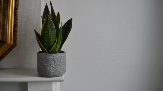 Snake Plant: This is a very famous bedroom plant that does not require much maintainence. The best part of having this plant is that it takes low light and little water.(Unsplash)