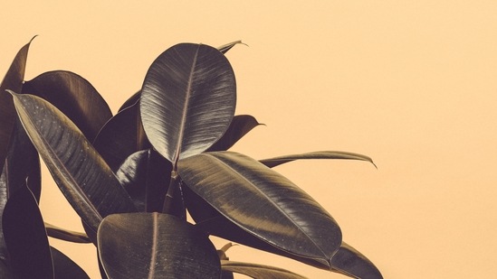 Rubber Tree Plant: This plant can make any place look aesthetic. You can either keep it in your bedroom or your living room. Water the plant when the soil is slightly dry and keep it in a sunny spot.(Unsplash)
