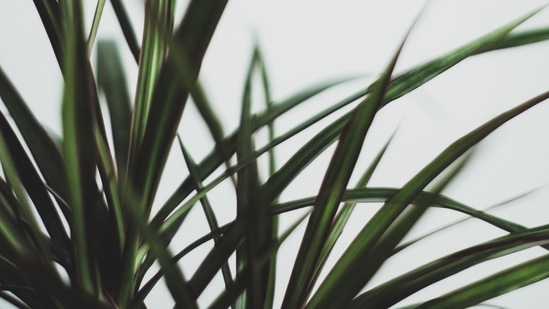 Dracaena: Place this plant near your window and make sure to keep the soil slightly moist.(Unsplash)