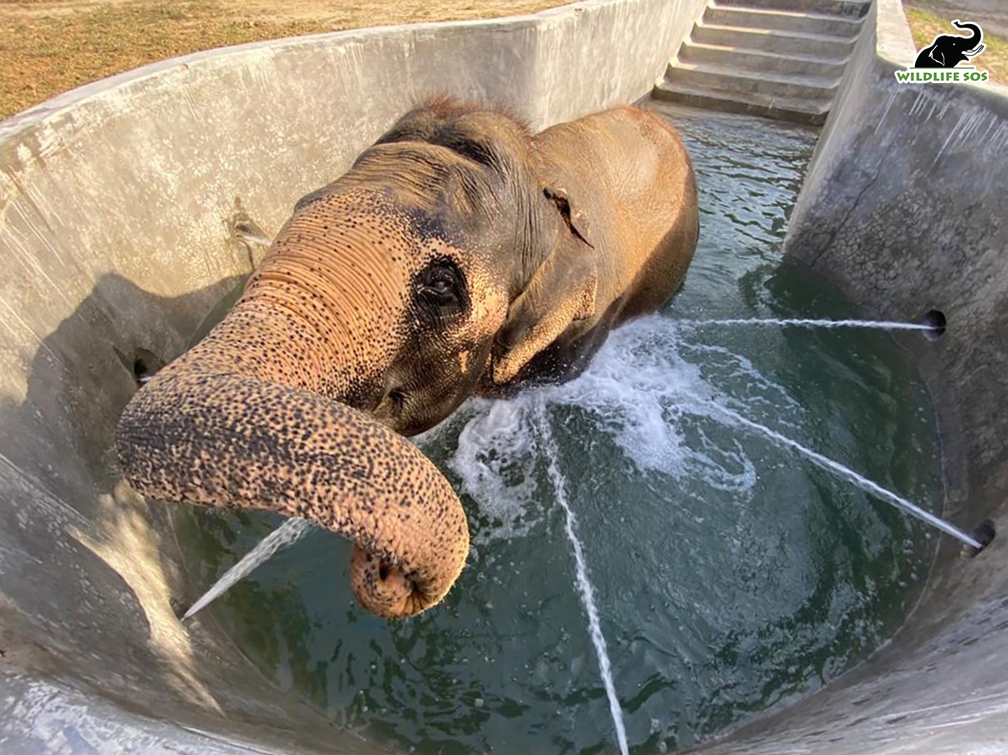 A rescued elephant enjoys India’s first Jumbo Hydrotherapy pool. (PHOTO: WILDLIFE SOS) A rescued elephant enjoys India’s first Jumbo Hydrotherapy pool. (PHOTO: WILDLIFE SOS)