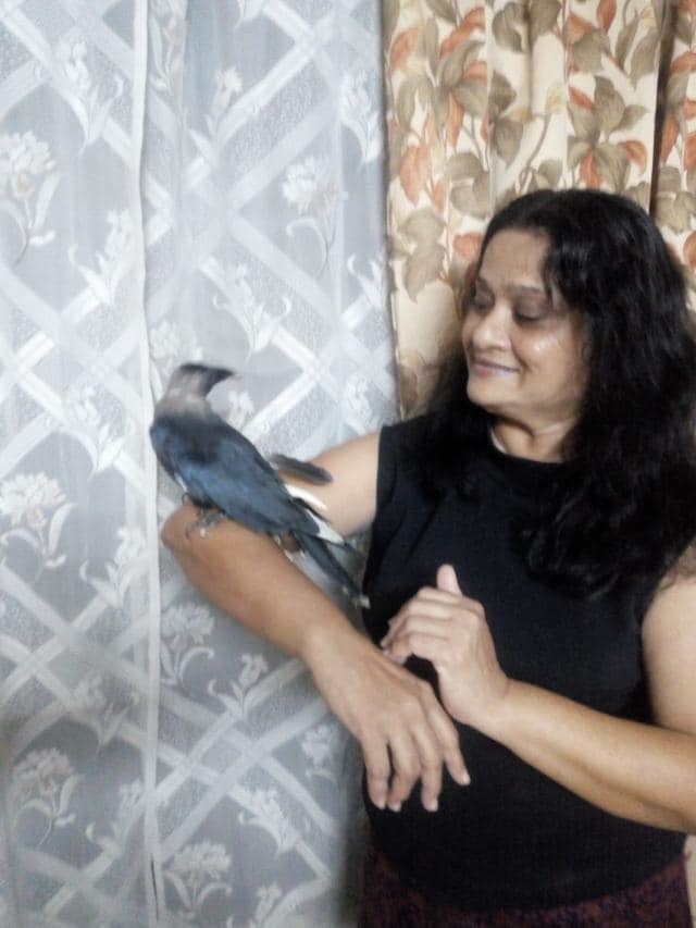 Neuter the crow with his Maa, Farida Miranda. The family took him in as a days-old chick, after a storm blew down his nest 24 years ago.