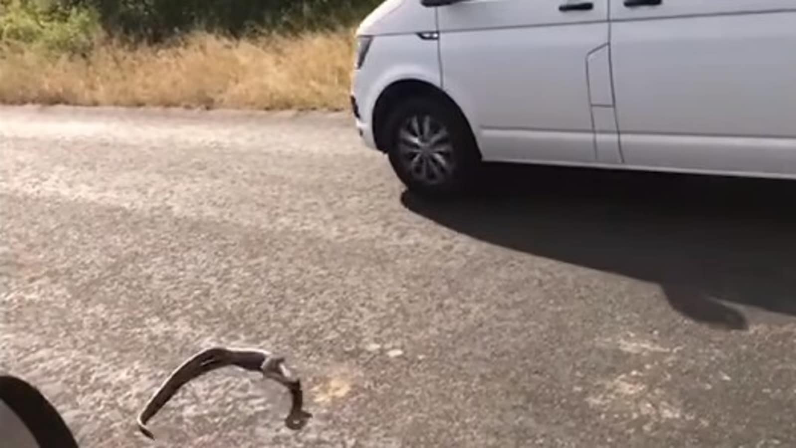 Snake Strikes At A Car Crawls Inside It Video Is Both Fascinating And   Snake Strikes At Car In Video 1625991281825 1625991286758.PNG