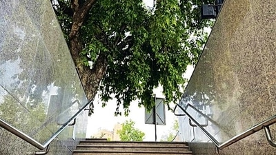 A luscious tree in full yield these days. (HT Photo)
