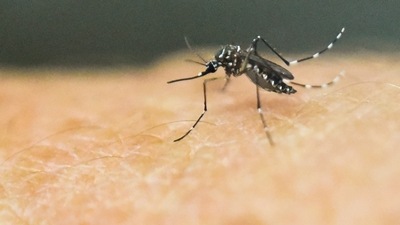 An Aedes Aegypti mosquito, which transmits the Zika, Chikungunya, Dengue and Yellow Fever viruses, is photographed on human skin. (AFP Photo)