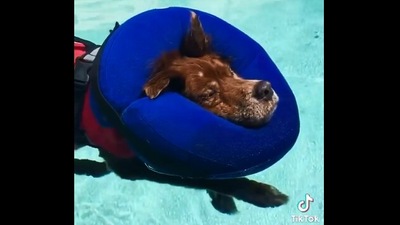 The image shows a 16-year-old dog named Chewie. (Instagram/@weratedogs)