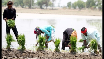Workers sowing paddy in a field at a village in Bathinda district on Monday. Workers sowing paddy in a field at a village in Bathinda district on Monday.