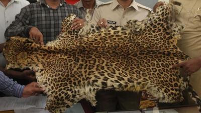 Kalahandi (North) district forest officer (DFO) Nitish Kumar said interrogation was on to find the interstate poaching and trading link. (HT Photo?Representative use) Kalahandi (North) district forest officer (DFO) Nitish Kumar said interrogation was on to find the interstate poaching and trading link. (HT Photo?Representative use)