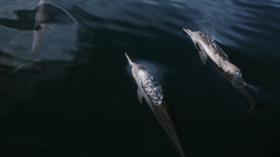 Dolphin Watching: You cannot miss a dolphin excursion when in this island country. (Unsplash)