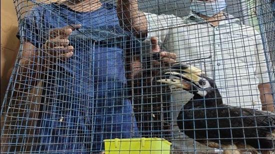 Pangolin scales, claws seized; Hornbill rescued in Bengal in back-to-back raids