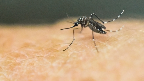 An Aedes Aegypti mosquito, which transmits the Zika, Chikungunya, Dengue and Yellow Fever viruses, is photographed on human skin.(AFP Photo)