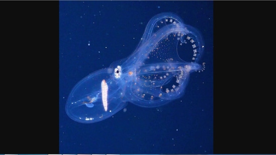 The image shows the glass octopus spotted by a team of researchers.(Instagram/@schmidtocean)
