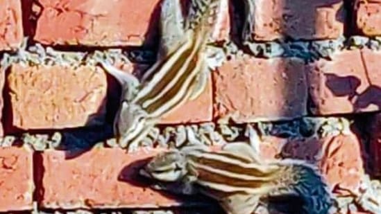Indore college declares 'no vehicle zone' on campus in effort to save squirrels (Photo: Brig Balwinder Singh Sandhu(retd)) Indore college declares 'no vehicle zone' on campus in effort to save squirrels (Photo: Brig Balwinder Singh Sandhu(retd))
