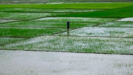A farmer walks past rice fields on the outskirts of Imphal.(AP) A farmer walks past rice fields on the outskirts of Imphal.(AP)