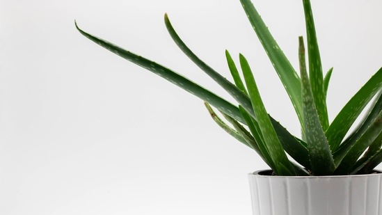 Aloe vera gel: Mix aloe vera gel with a few drops of lemon juice and apply evenly all over tanned areas. It has antibacterial and anti-inflammatory properties that help soothes your skin.(Unsplash)
