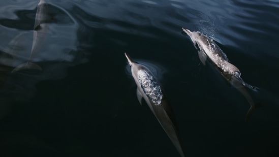 Dolphin Watching: You cannot miss a dolphin excursion when in this island country.(Unsplash)