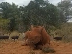 This video of Apollo the rhino has been shared on Instagram by Sheldrick Wildlife Trust. This video of Apollo the rhino has been shared on Instagram by Sheldrick Wildlife Trust.