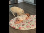 The fluffy mama cat carrying her kitten in her mouth and bringing it over next to the sleeping baby. (Reddit/ameen__shaikh) The fluffy mama cat carrying her kitten in her mouth and bringing it over next to the sleeping baby. (Reddit/ameen__shaikh)