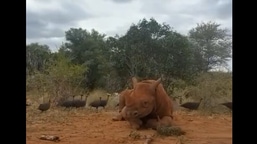 This video of Apollo the rhino has been shared on Instagram by Sheldrick Wildlife Trust. 