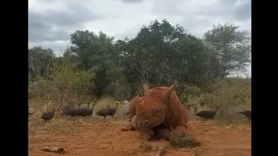 This video of Apollo the rhino has been shared on Instagram by Sheldrick Wildlife Trust.