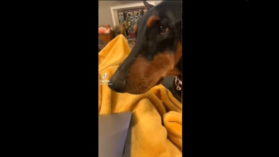 The video of the doggo has been shared on Reddit’s ‘aww’ subreddit. (Reddit/qyyg) The video of the doggo has been shared on Reddit’s ‘aww’ subreddit. (Reddit/qyyg)